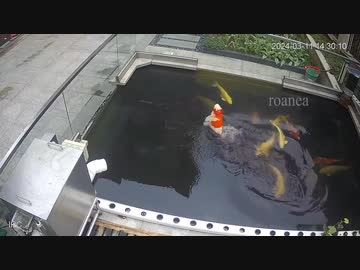 ホモと見るキチゲ開放する鯉