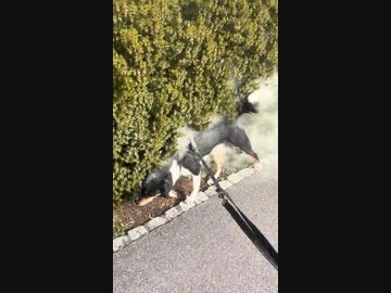 ホモと見る花粉を全身に浴びる犬