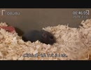 緩やかなハムちゃん3.13