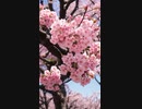 本日の1曲  忘れない桜 (Unforgettable Cherry Blossoms)⁡□⁡
