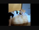 【ショート】赤ちゃん子猫の食事