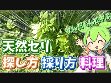 野生のセリでセリ鍋を作るずんだもん