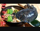 まんまる可愛い謎の珍魚『ごっこ』の捌き方と「ごっこ汁」の作り方【北海道の郷土料理③】#386