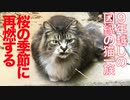 猫一族と人間の因縁、桜の季節に再燃する