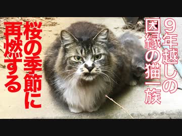 猫一族と人間の因縁、桜の季節に再燃する