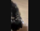 偶然出会った子猫