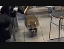 ホモと見るマックに入店してしまうアライグマ