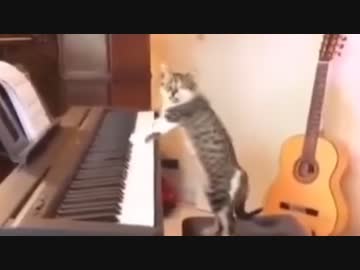 気持ちよく演奏しているところをうっかり撮影されてしまう猫さん