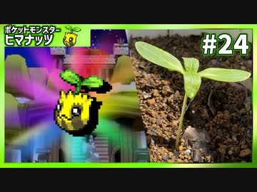 【実況】ヒマナッツがひん死になったら現実で向日葵を育てる縛り（BW版・Part㉔）