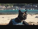 猫と車中泊の旅  猫と一緒に泊まれる宿での悲劇　20160414