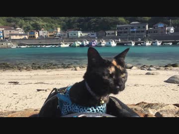 猫と車中泊の旅  猫と一緒に泊まれる宿での悲劇　20160414