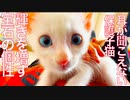 聴覚のない保護子猫、その宝石の輝きを増す