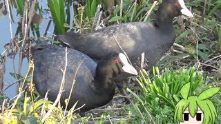 第３羽　カモカモバンバン