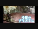 赤ちゃんなまず飼育日記 277日目