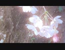 RVC　テスト01　ありがとう（歌ってみた）