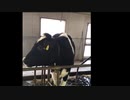 牛舎に残る怨念　「いる。」～怖すぎる投稿映像13本～Vol.39