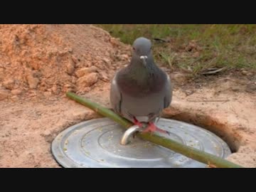 ホモと見るあっさり罠に掛かってしまう平和の象徴