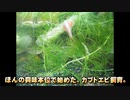 昔のカブトエビ飼育を振り返るのでございます。#00