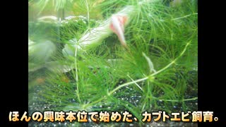 昔のカブトエビ飼育を振り返るのでございます。#00