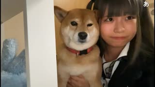 きなこまる家の柴犬きなこ登場