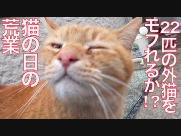 猫の日の荒業！22匹の野良猫モフりに挑む