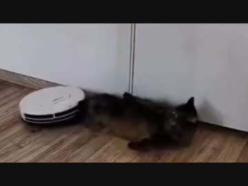 ホモと見るゴミと間違われる猫