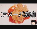 【ゆっくり朗読】ゆっくりさんと不思議な病気 その637