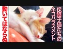 保護子猫たちのネコハラスメント、腹の上で炸裂する
