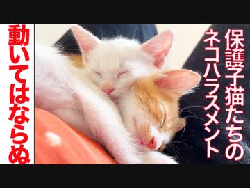 保護子猫たちのネコハラスメント、腹の上で炸裂する