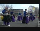 てんしゃばフェスタ踊り子隊　チャリティよさこい in 草加 2024　踊るYOSAOKOI愛日本