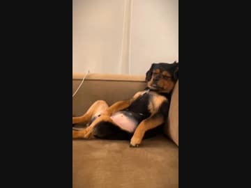 ホモと見る寝相が悪い犬たち