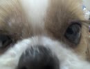 【アル】うちの毛玉【祝10歳】
