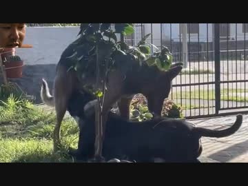 ホモと見るマウントを取る向きを間違えたイヌ