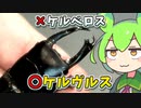 【クワガタ飼育】ケルヴルスヒラタクワガタ 産卵セット割り出し