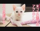 末っ子保護子猫、目を負傷のアクシデントが発生する