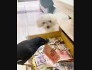 ホモと見るお金を拾ってくるようしつけられた九官鳥