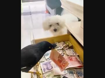 ホモと見るお金を拾ってくるようしつけられた九官鳥