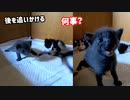 初めて自分の意志で訴えるように鳴く子猫の後を末っ子が心配して追いかける姿に涙