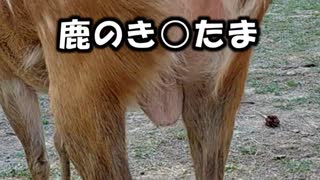 鹿のき○たま【可愛い】