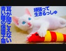 聴覚のない保護子猫、姉弟たちからやや出遅れる