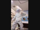 ﾔｼﾞｭｾﾝﾊﾟｲｲｷｽｷﾞﾝｲｸｲｸｱｯｱｯｱｯｱｰ