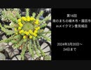 第16回南のまちの植木・園芸市 初日の様子