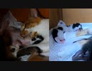 まだ赤ちゃんなのに母猫を体で支える子猫が健気でかわいい【時に足置きに】【時に枕に】