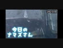 赤ちゃんなまず飼育日記 282日目