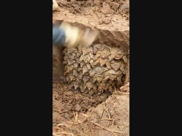 ホモと見る集団で冬眠するカメ