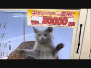 ホモと見る二代目ハッピー猫