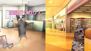 【猫ミーム】子猫を飼い始めて変わった事｜びびちゃんねる