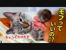 モフモフのお腹を好きなだけ撫でていいことになりました