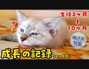 生後２ヶ月の子猫が大きくなるまでの鳴き声集＆成長記録【生後２ヶ月〜10ヶ月の鳴き声の変化】