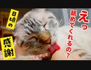 指を舐めてくれる猫が健気すぎて泣けてきました…